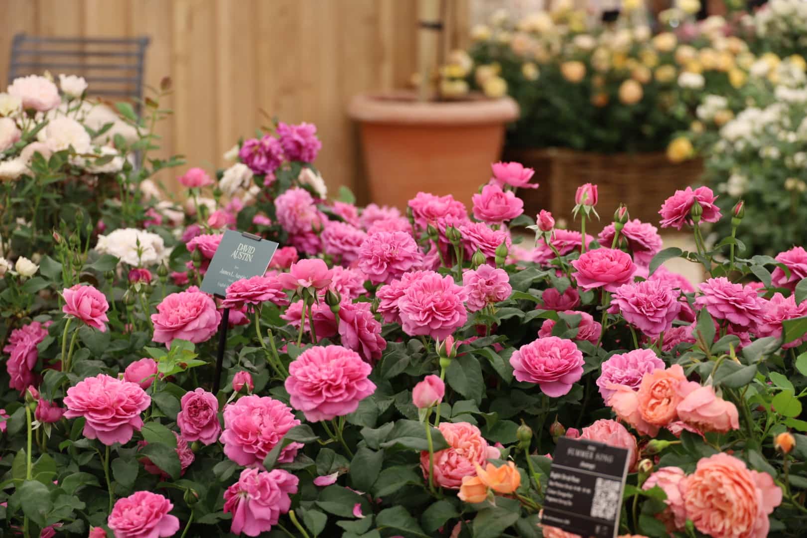 The Most Beautiful Roses Spotted at RHS Badminton Flower Show 2026