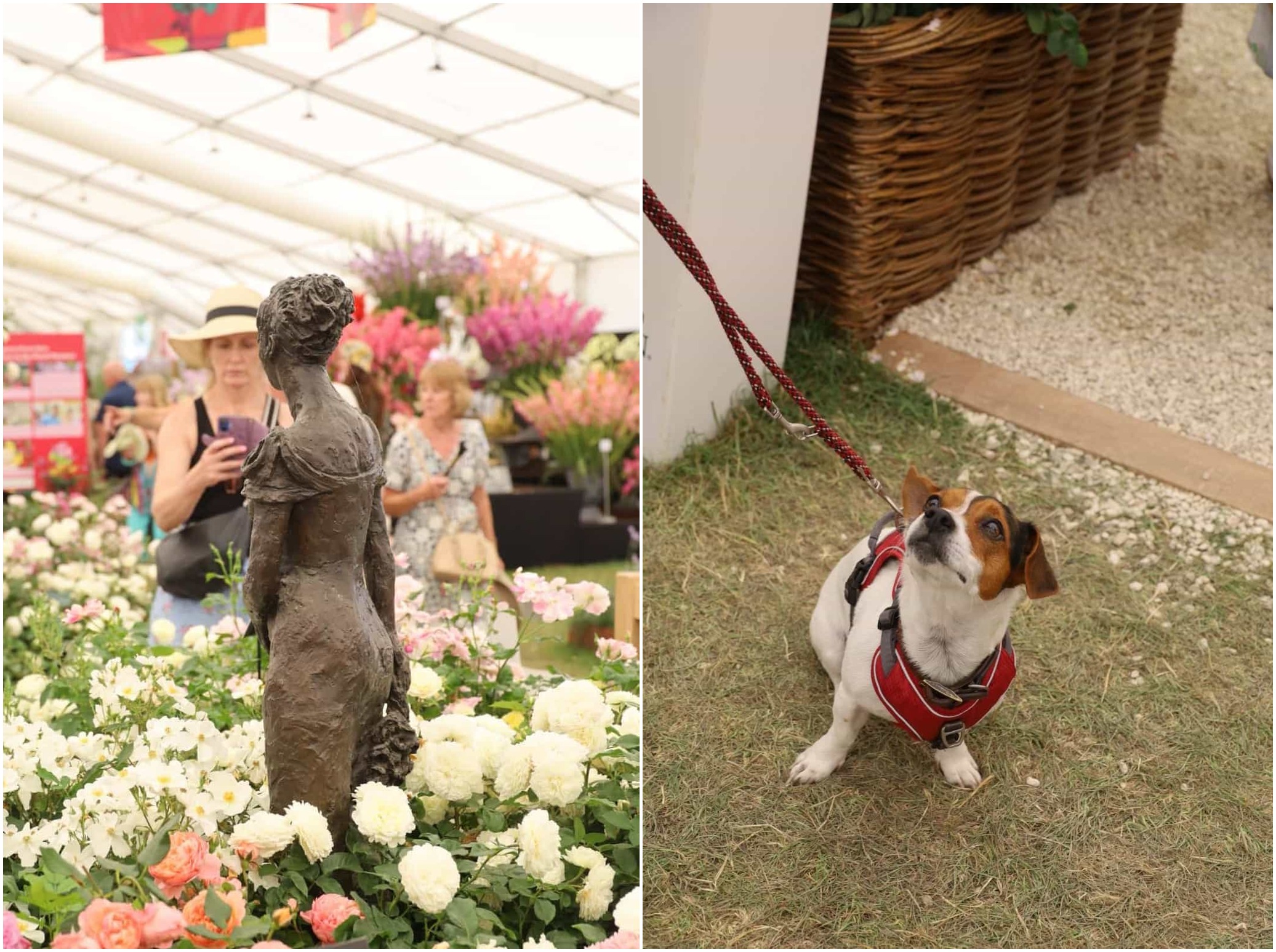 The Most Beautiful Roses Spotted at RHS Badminton Flower Show 2026, David Austin Rose garden