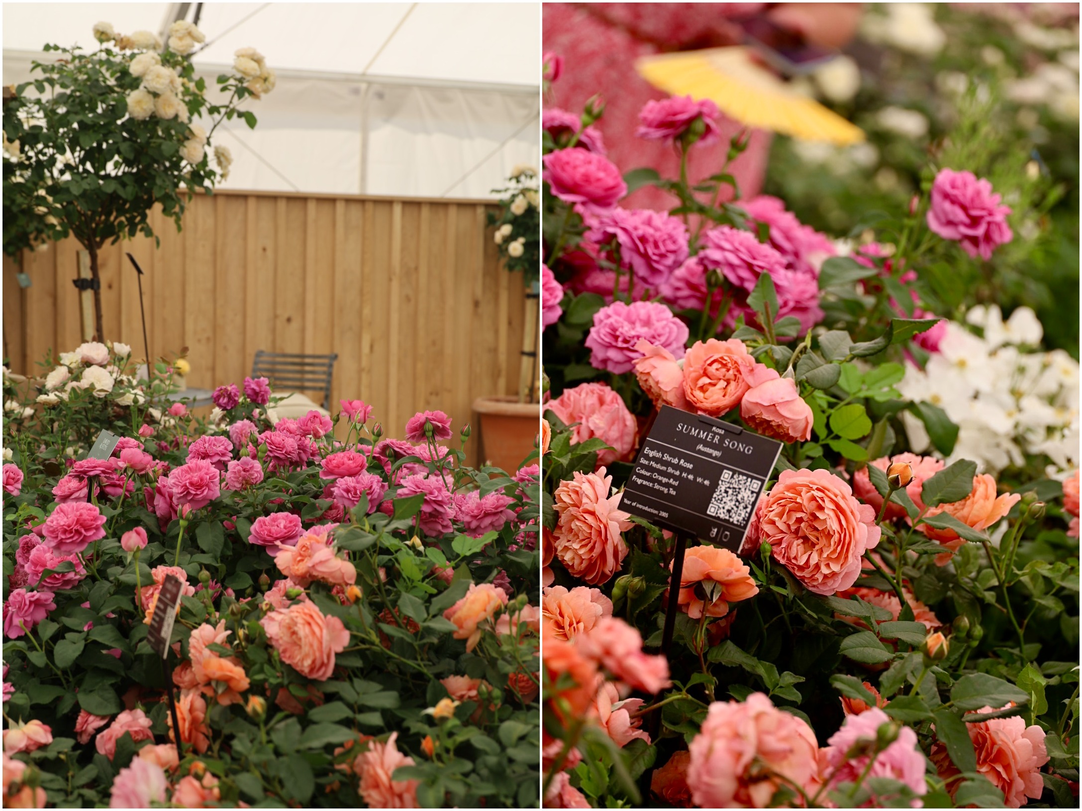 The Most Beautiful Roses Spotted at RHS Badminton Flower Show 2026, David Austin, Rose Summer song, the smell of roses