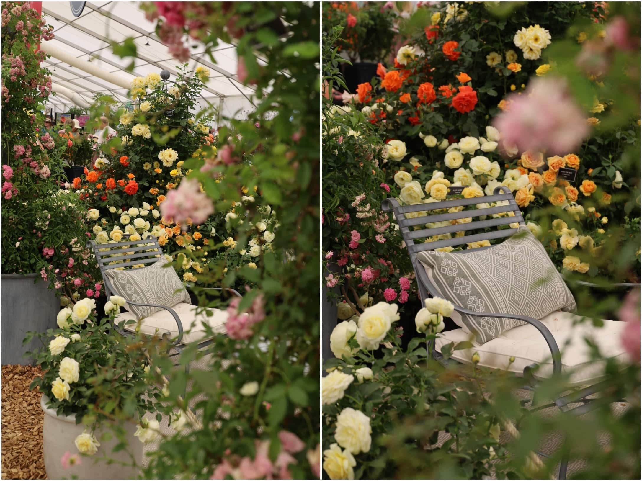 The Most Beautiful Roses Spotted at RHS Badminton Flower Show 2026, Peter Beales Roses 