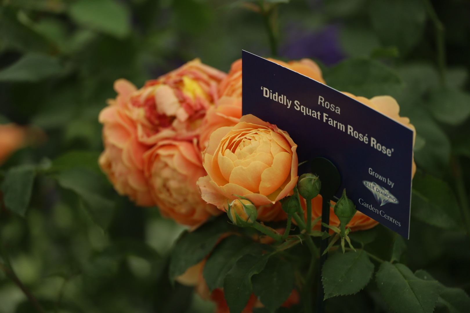 The Most Beautiful Roses Spotted at RHS Badminton Flower Show 2026