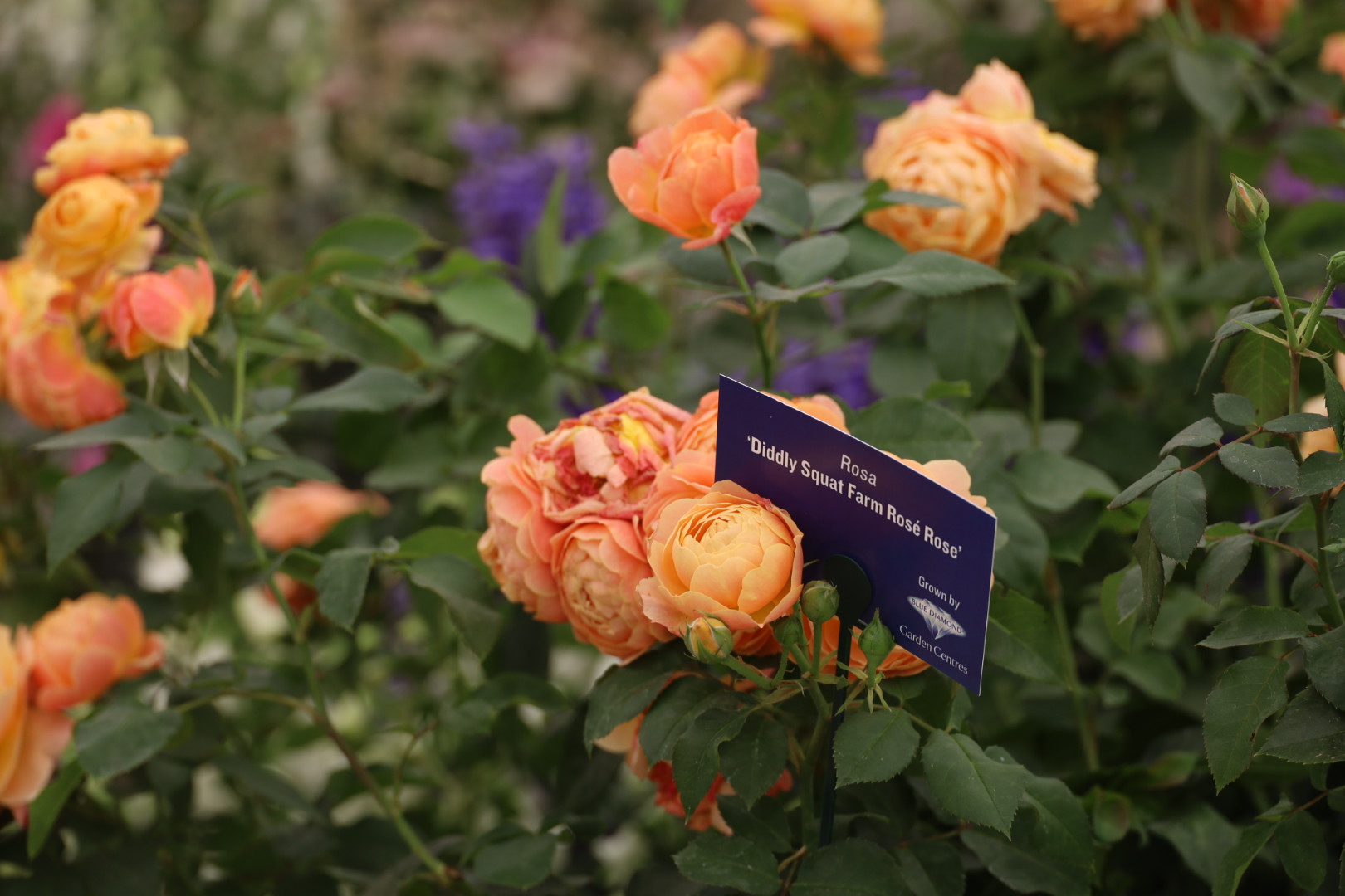 The Most Beautiful Roses Spotted at RHS Badminton Flower Show 2026, Diddly Squat Farm Rose Rose, orange rose, The Blue Diamond garden centre display at RHS, 