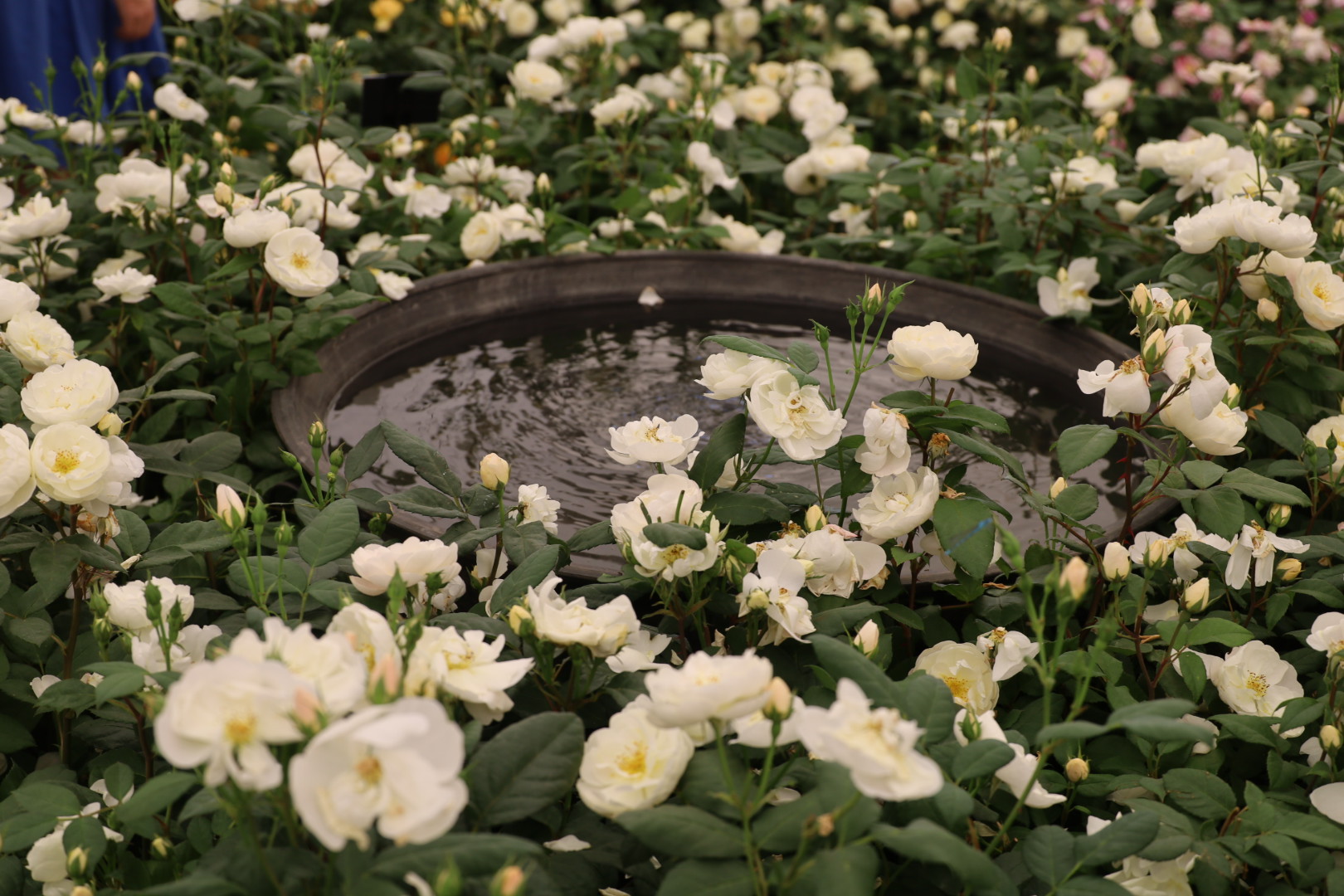 The Most Beautiful Roses Spotted at RHS Badminton Flower Show 2026, Sir David Beckham rose at the RHS Badminton Flower Show - at the David Austin rose display