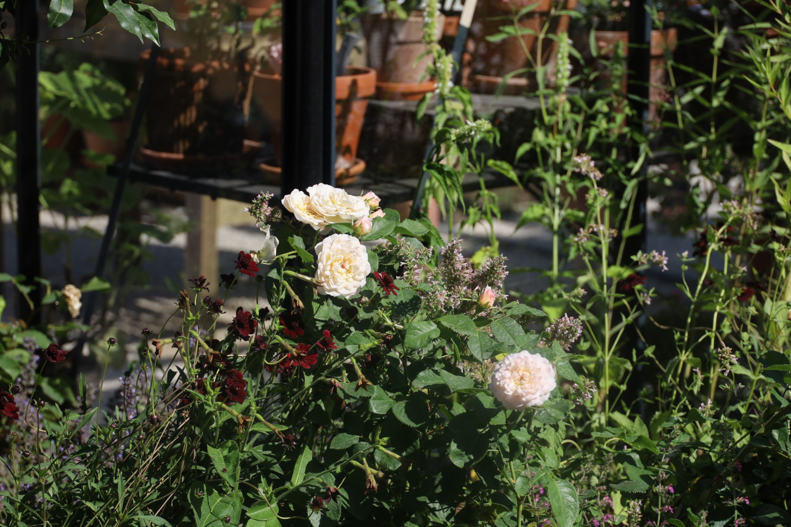 The Most Beautiful Roses Spotted at RHS Badminton Flower Show 2026, Perfume Pavilions