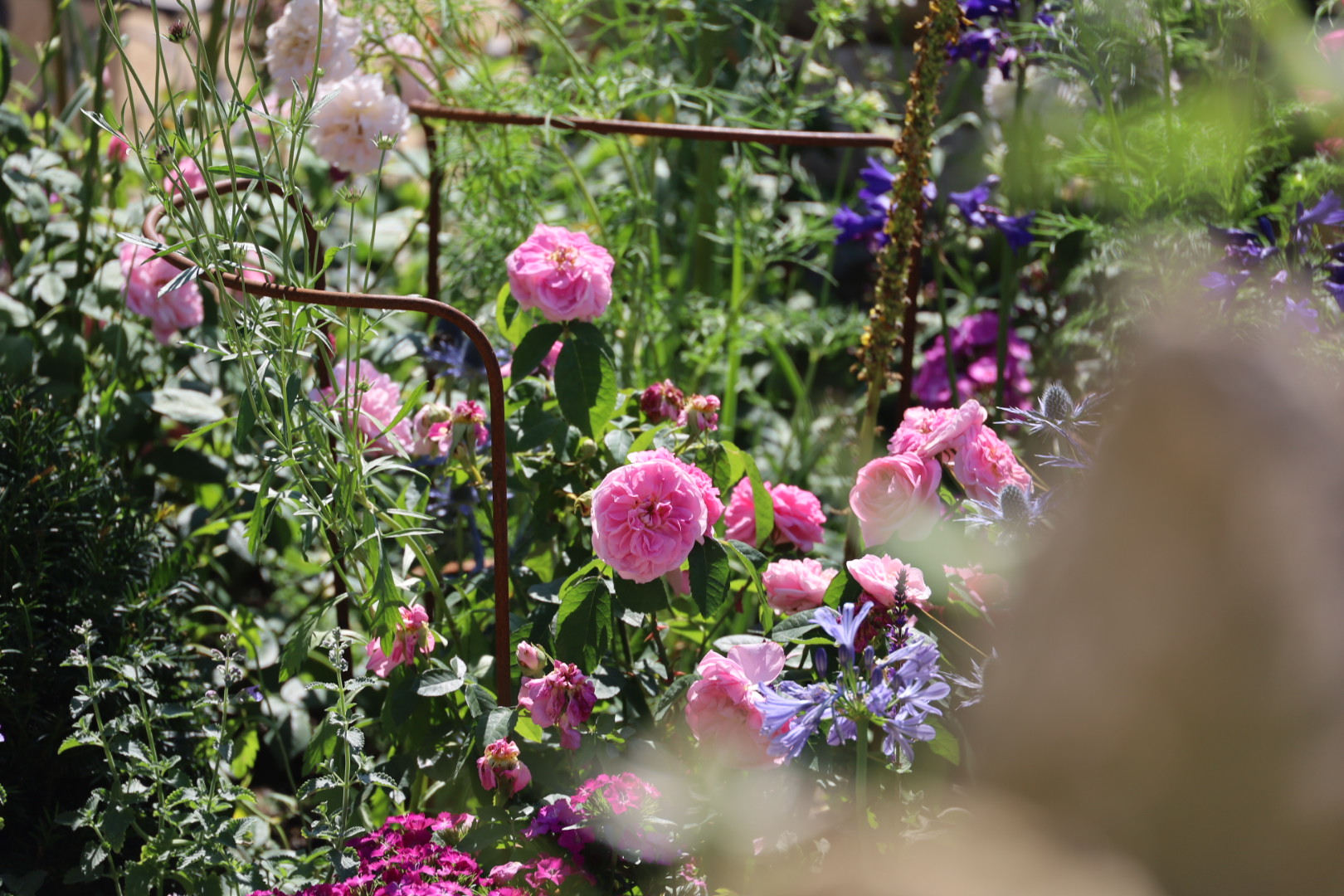 The Most Beautiful Roses Spotted at RHS Badminton Flower Show 2026, Pink rose Rosa Gertrude Jekyll