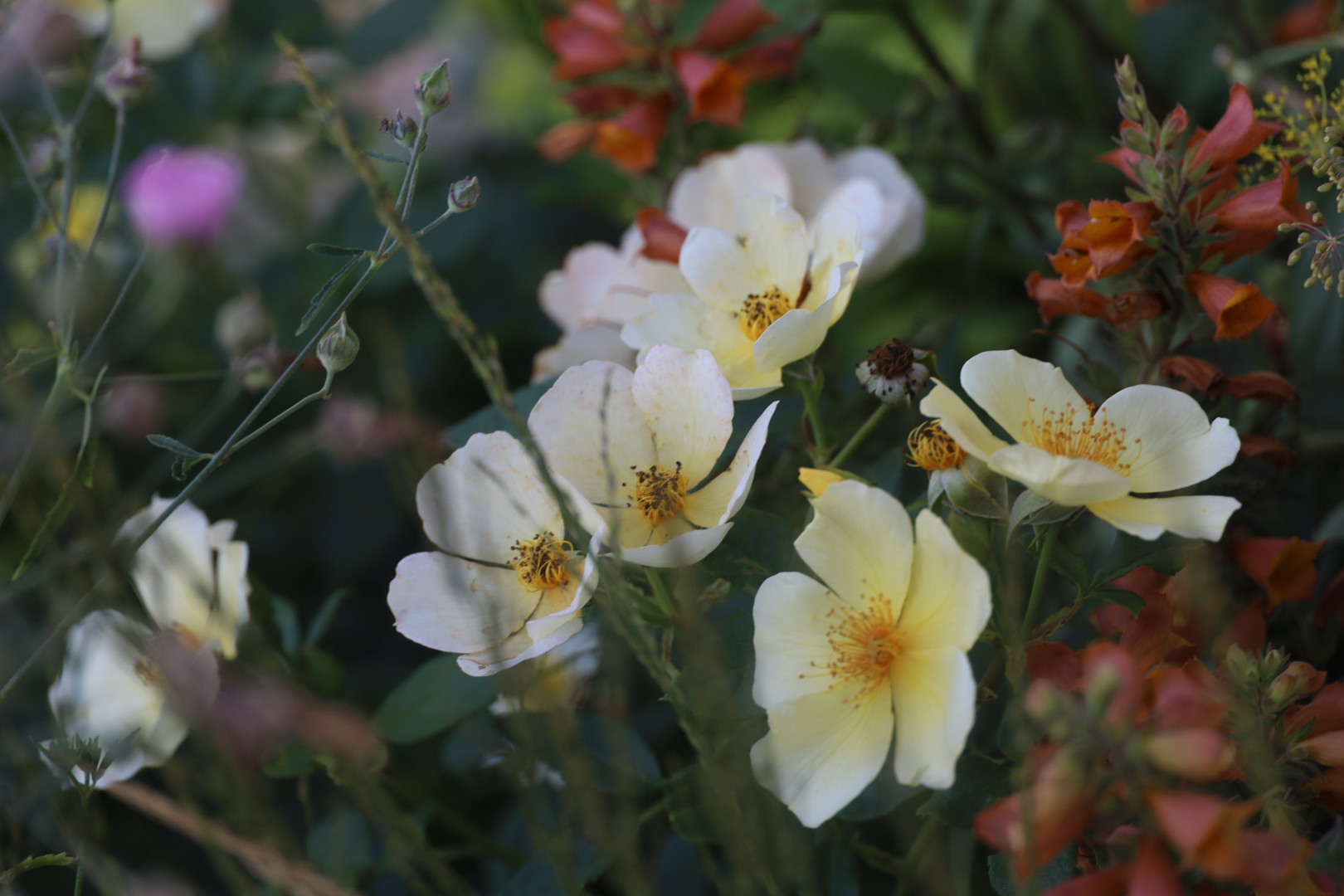 Rose Tottering-by-Gently at the The Archers 75th Anniversary Garden, The Most Beautiful Roses Spotted at RHS Badminton Flower Show 2026