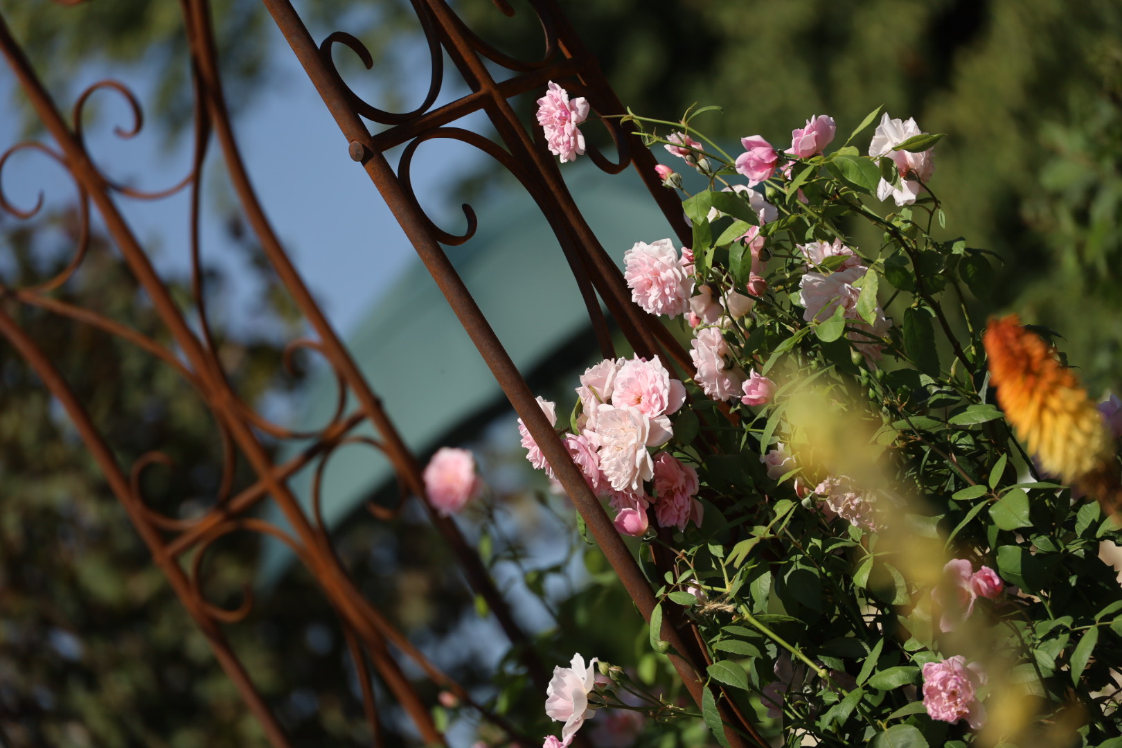 The Most Beautiful Roses Spotted at RHS Badminton Flower Show 2026