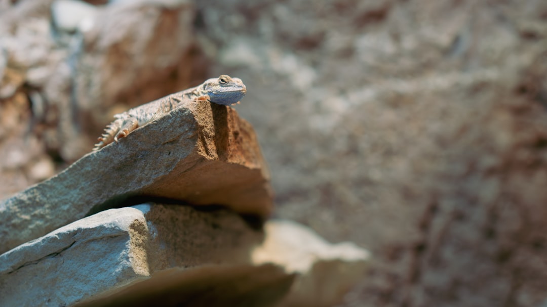 CountBricks: Cost of Stump Grinding for Residential Builds