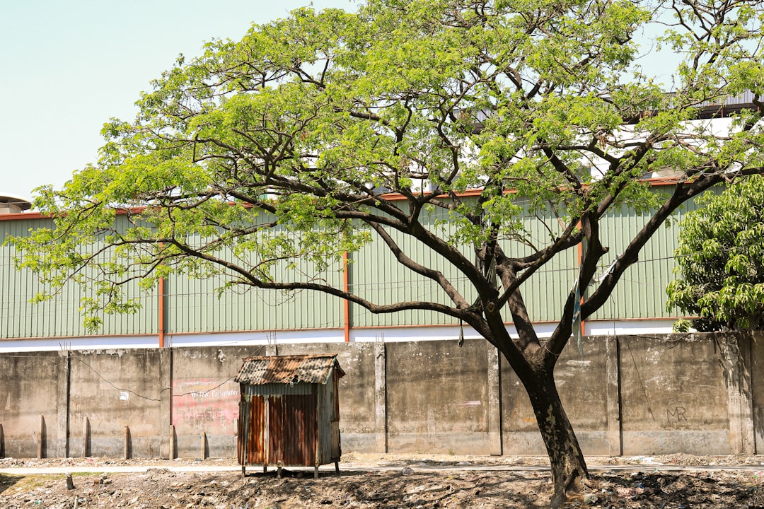 How Much Does a Tree Cost to Plant? | CountBricks Guide