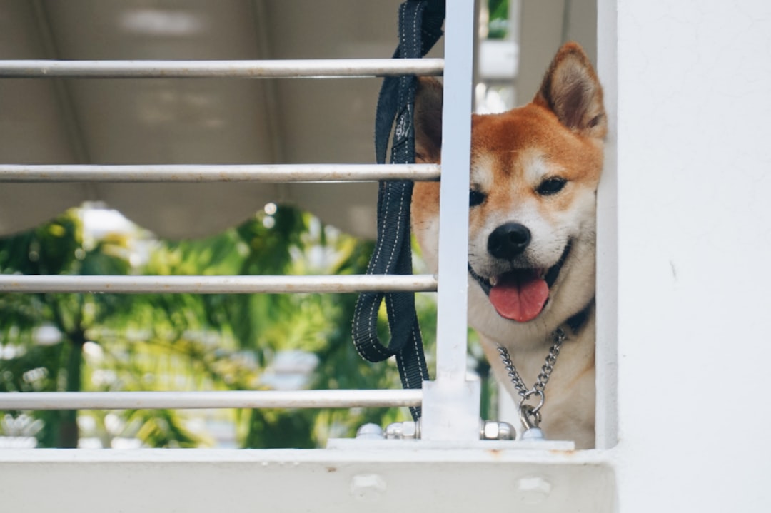 CountBricks: How Much to Install Dog Door in Your Home