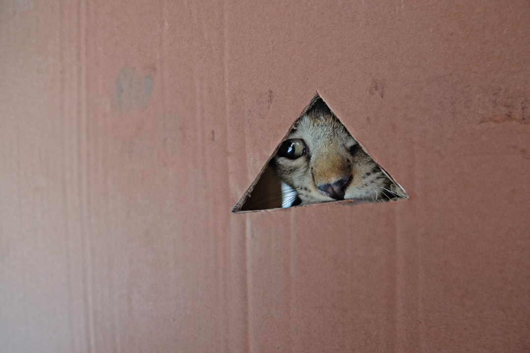 CountBricks: How Much to Install a Cat Door in Your Home