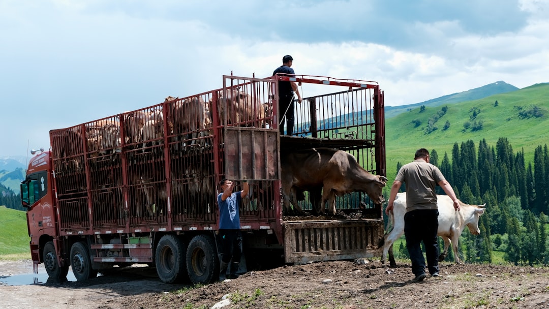 CountBricks Sod Buffalo NY Estimates & Installation