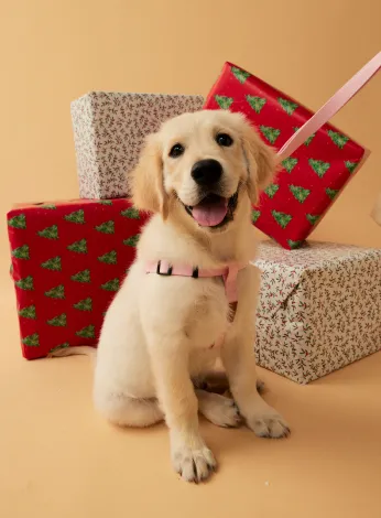 Pet photography in Sydney with natural personality