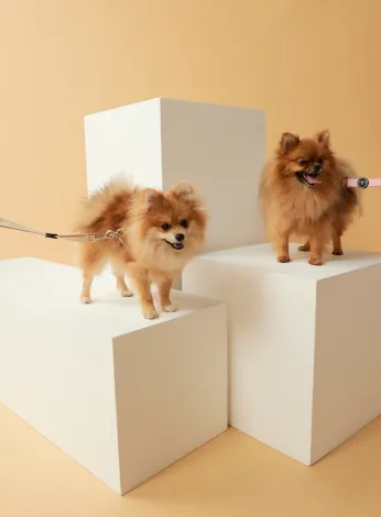 Portrait-style pet photography with controlled composition