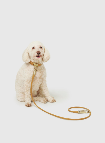 Pet portrait photography with relaxed character and clean direction