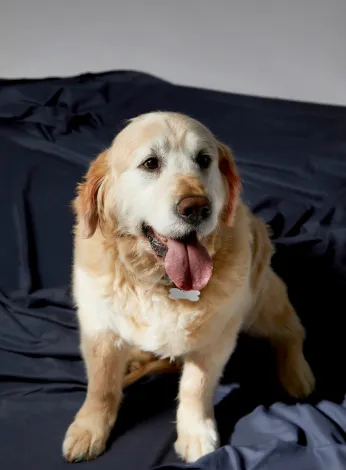 Sydney pet photography with expressive personality