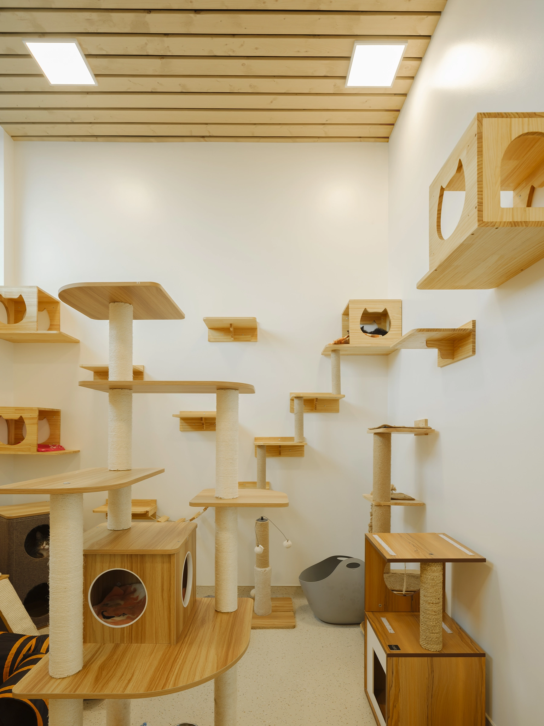 architecture-intérieur-animaux-institutionnel