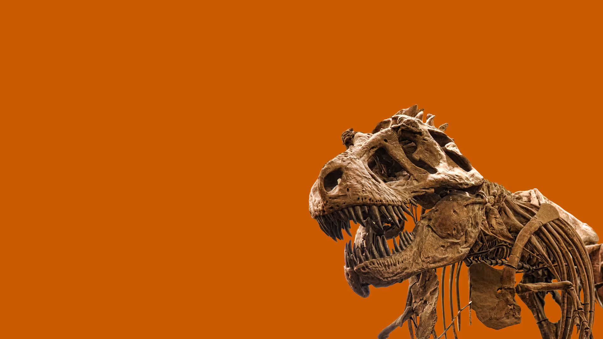 One of the large skeletons featured inside the Museum.
