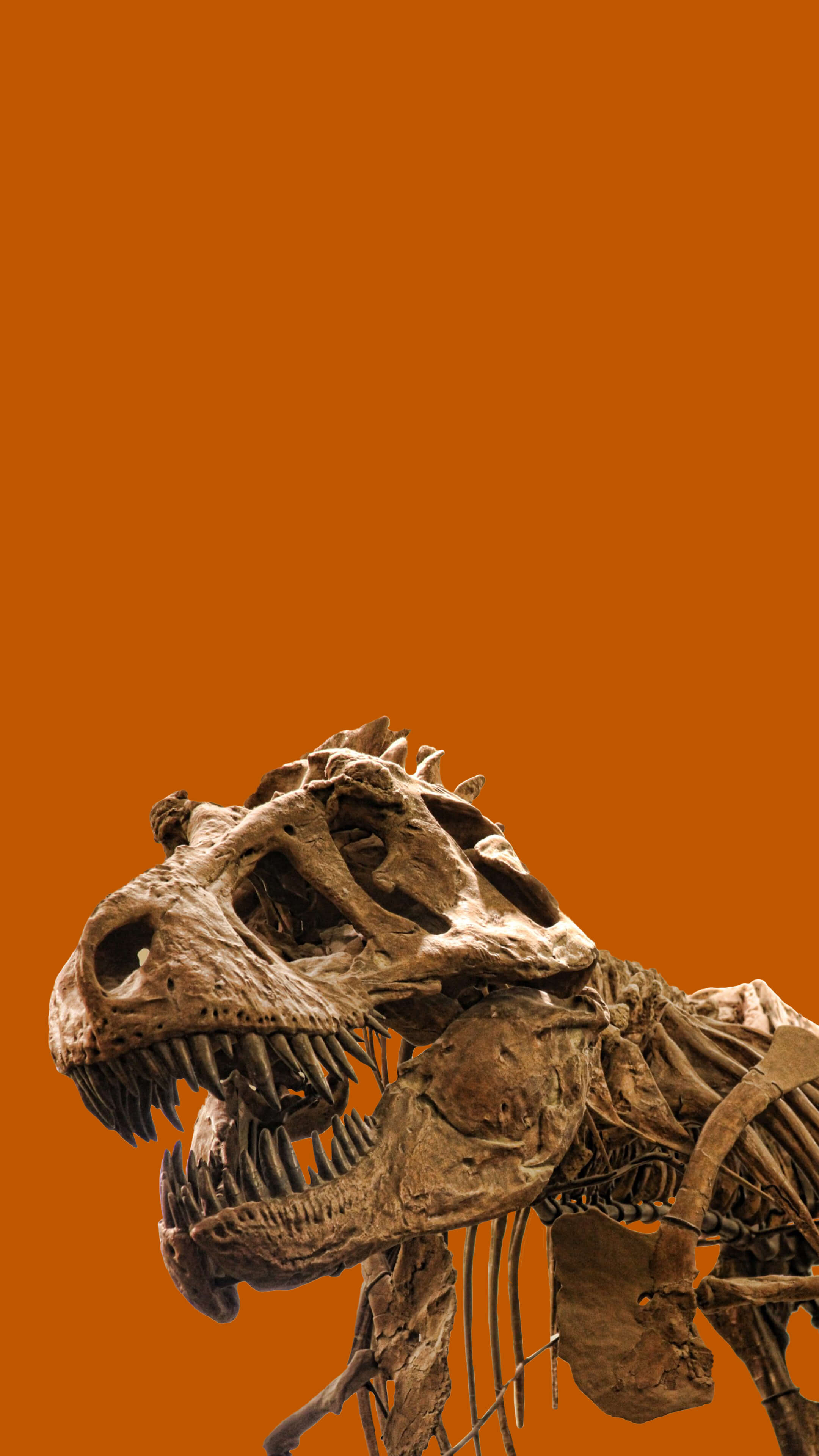 Photo of a large dinosaur skeleton from the Texas Science & Natural History Museum.