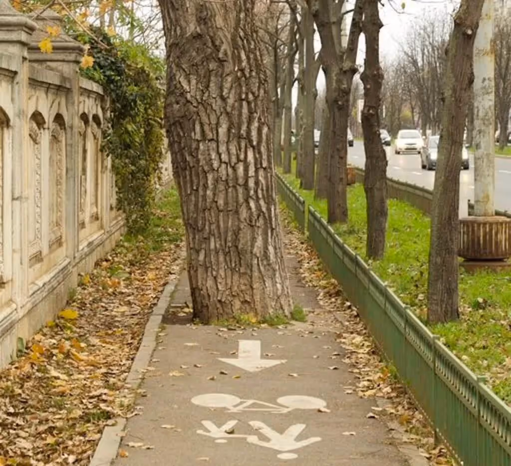 Tree growing in the middle of a bike lane in Bucharest