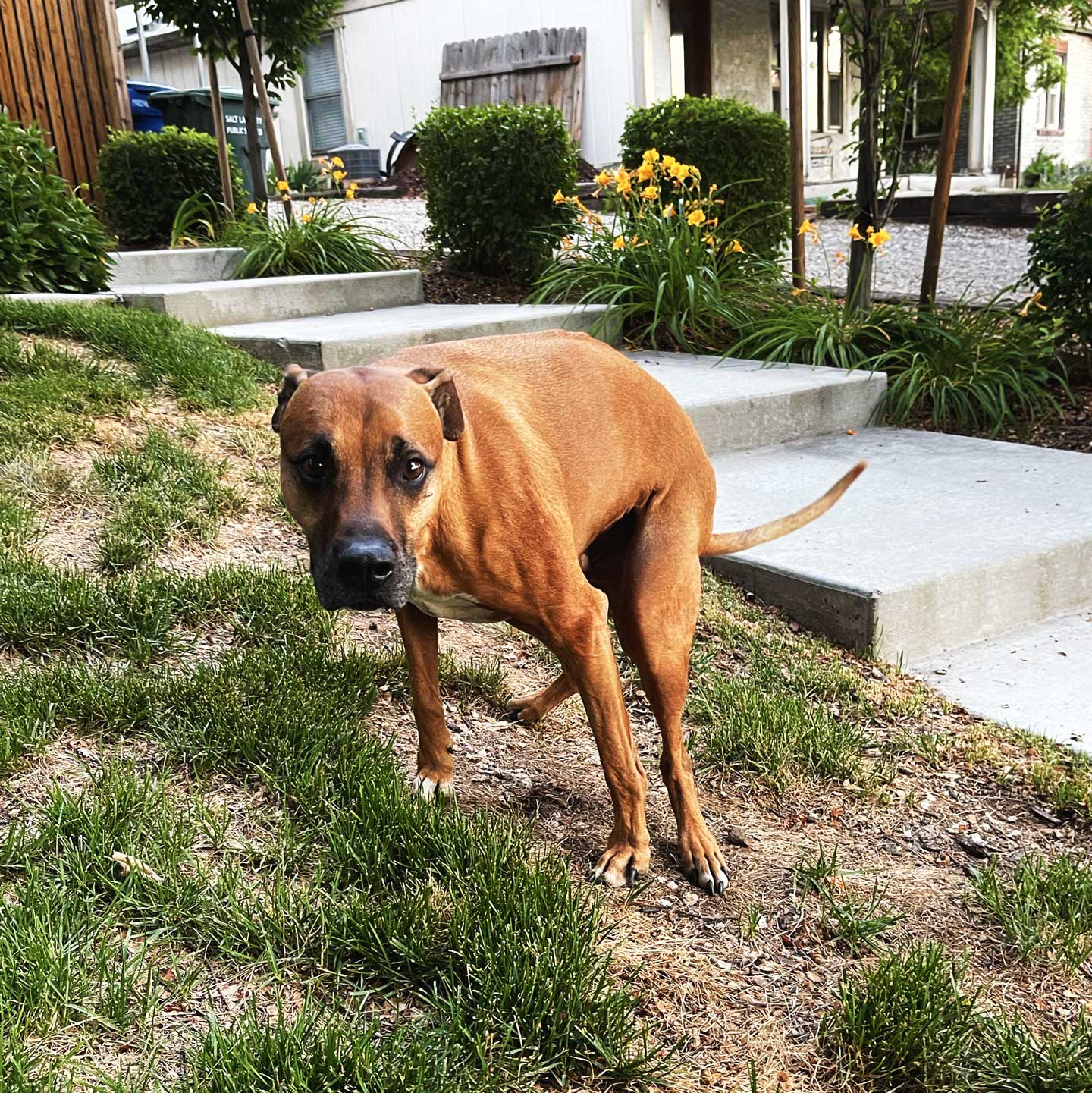 A dog squats to poop on the grass