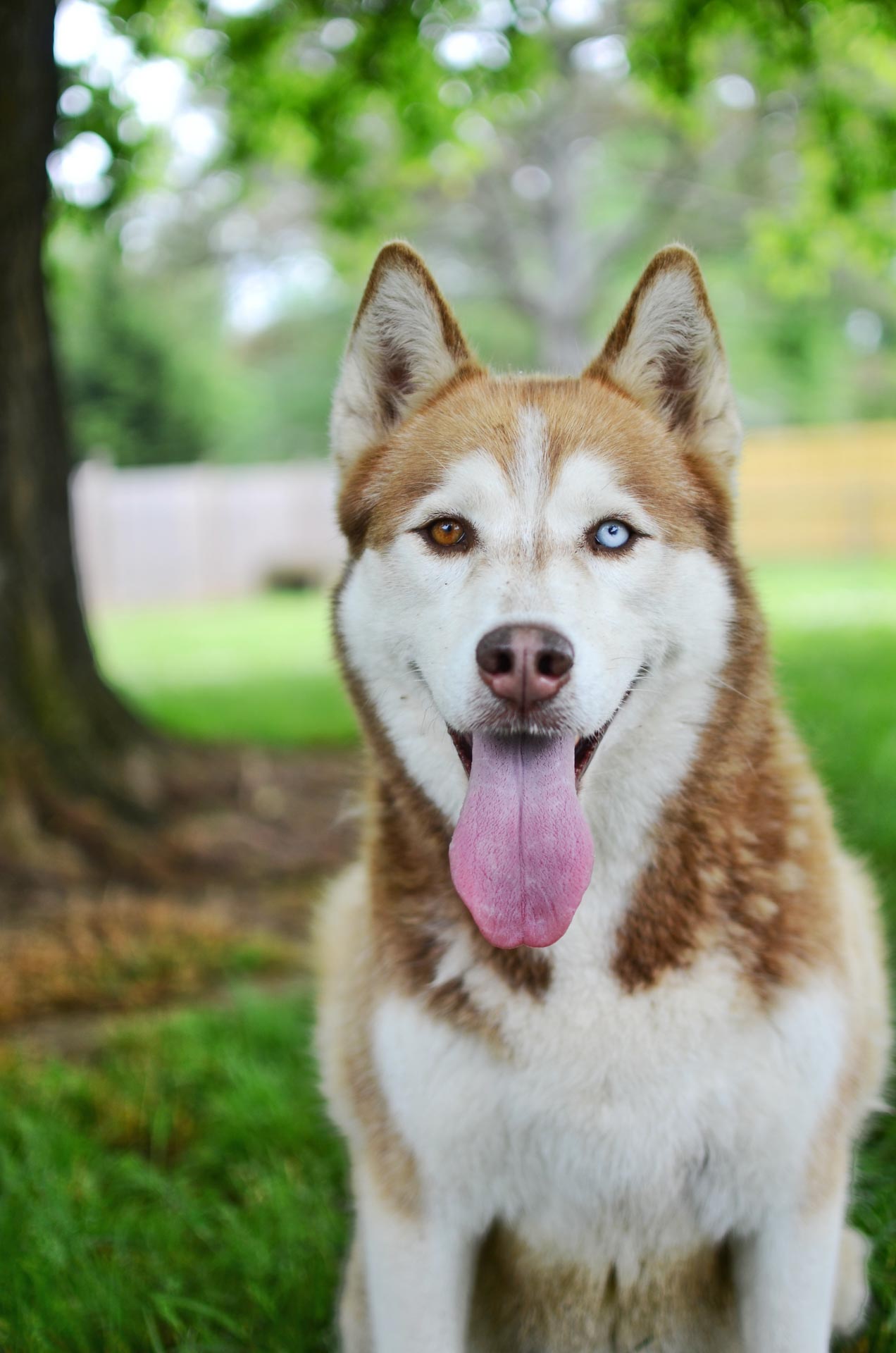 A brown and cream husky dog with one brown eye and one blue eye