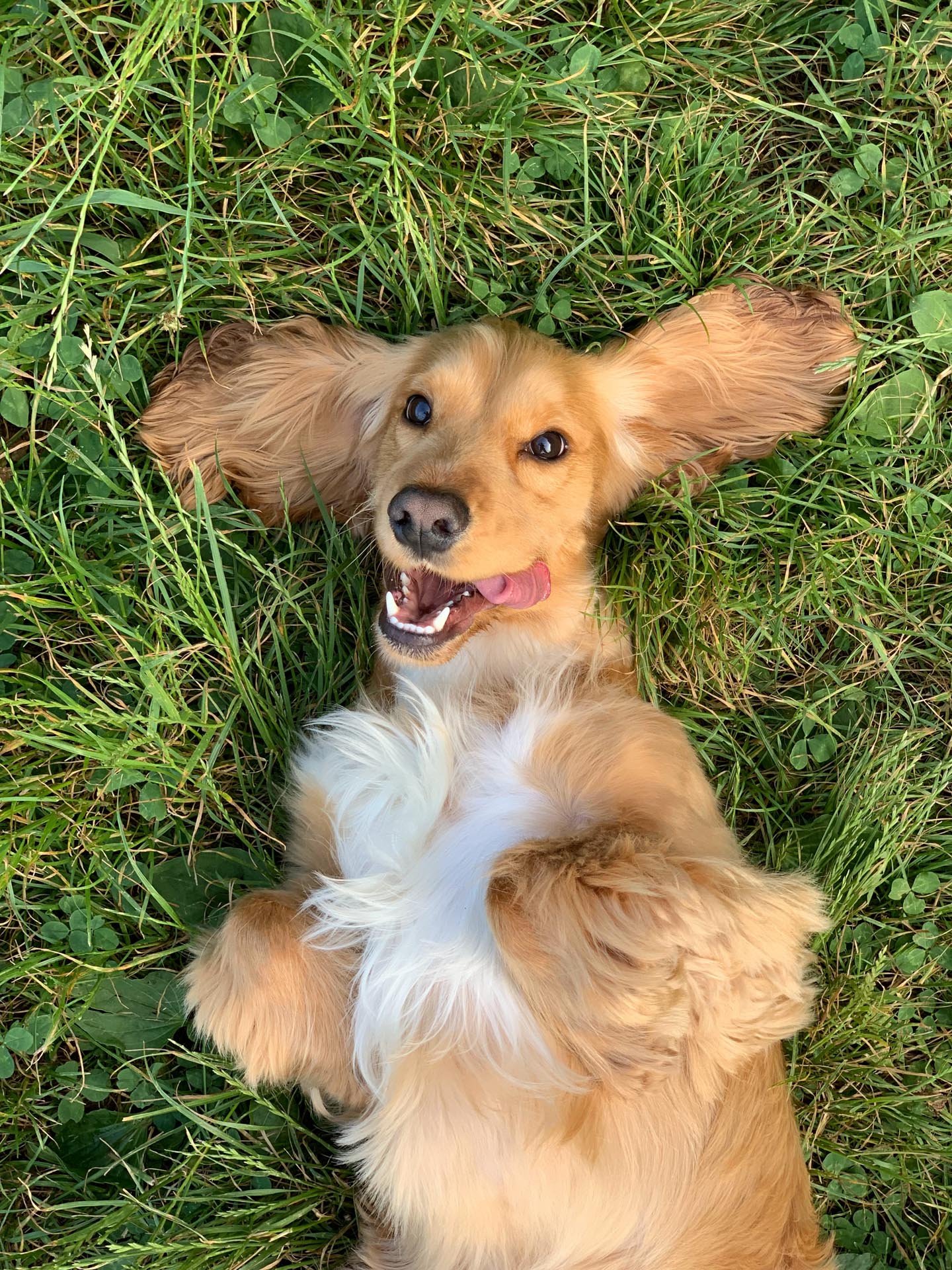 A cute dachsund lies on its back in the grass