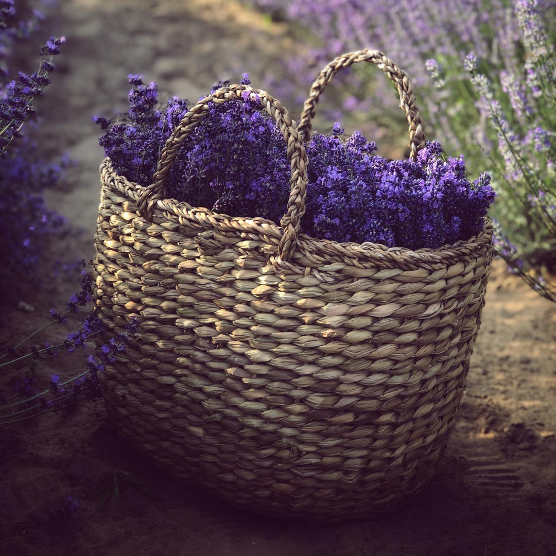 A woven basket full of lavender sitting on the dirt in between of a lavender field