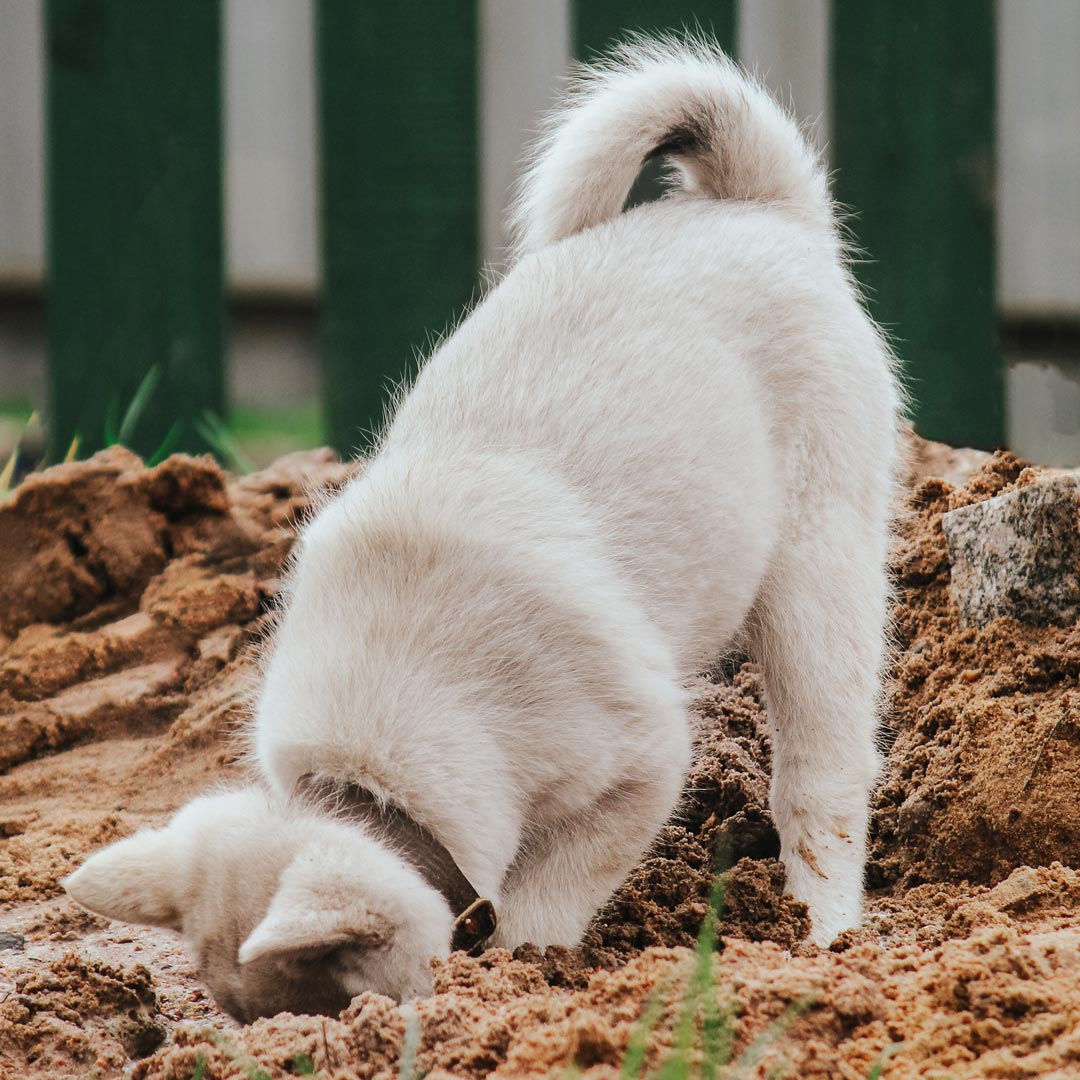 A small white puppy with a curly tail digs in the dirt of the backyard