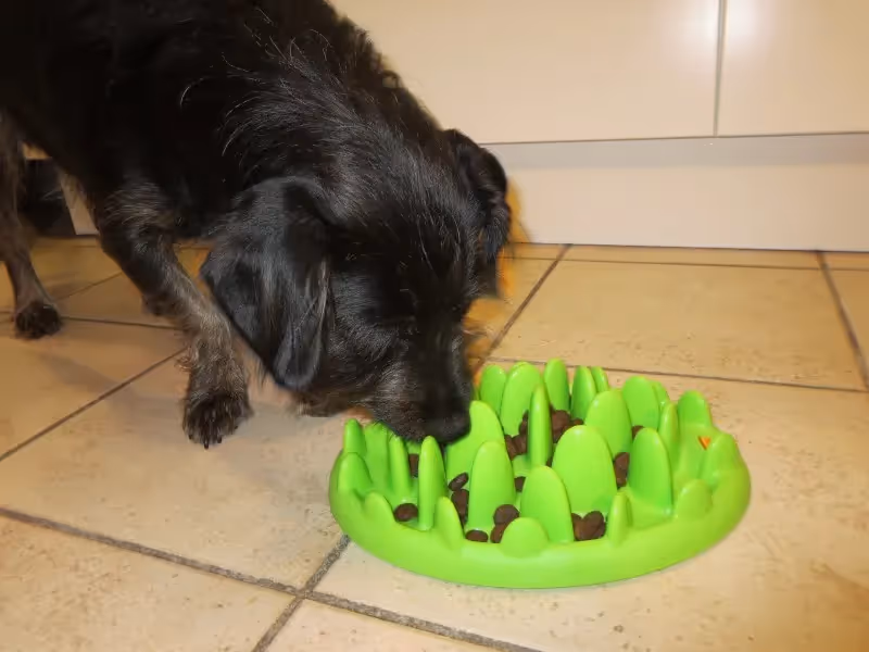 chien mange trop vite