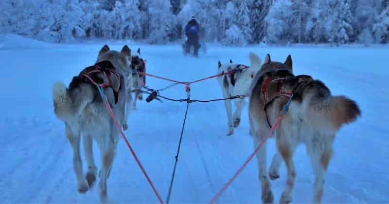 Le harnais Husky traineau