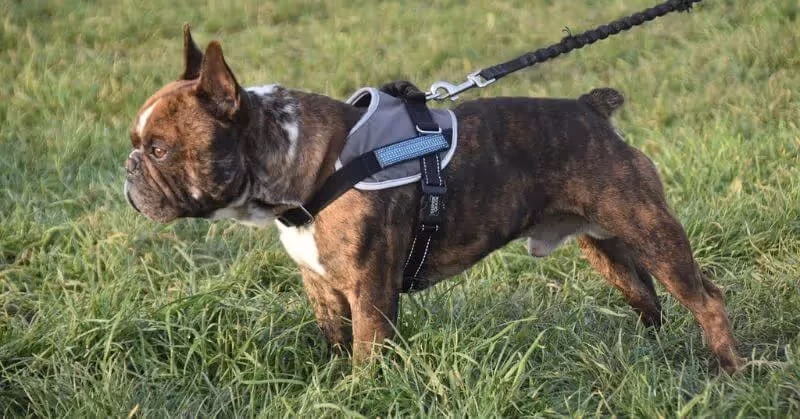 Bouledogue français harnais anti-traction