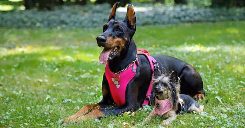 La bonne taille de harnais pour un chien