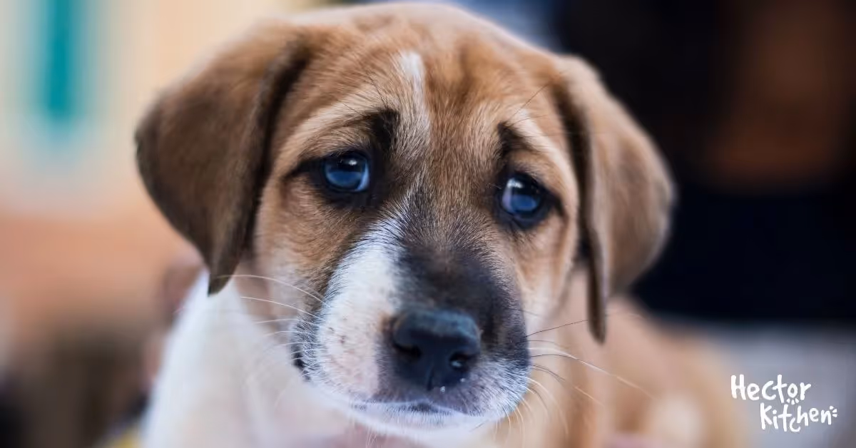 Hépatite de Rubarth chez le chien : Tout ce que vous devez savoir
