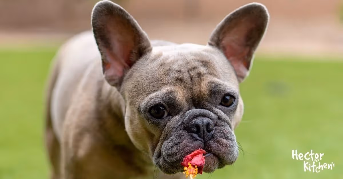 Allergie chez le chien : symptômes, causes et solutions