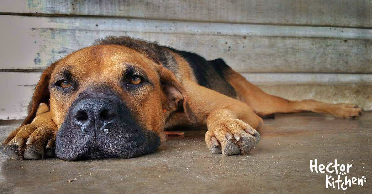 Nez qui coule chez le chien : causes, traitements et conseils