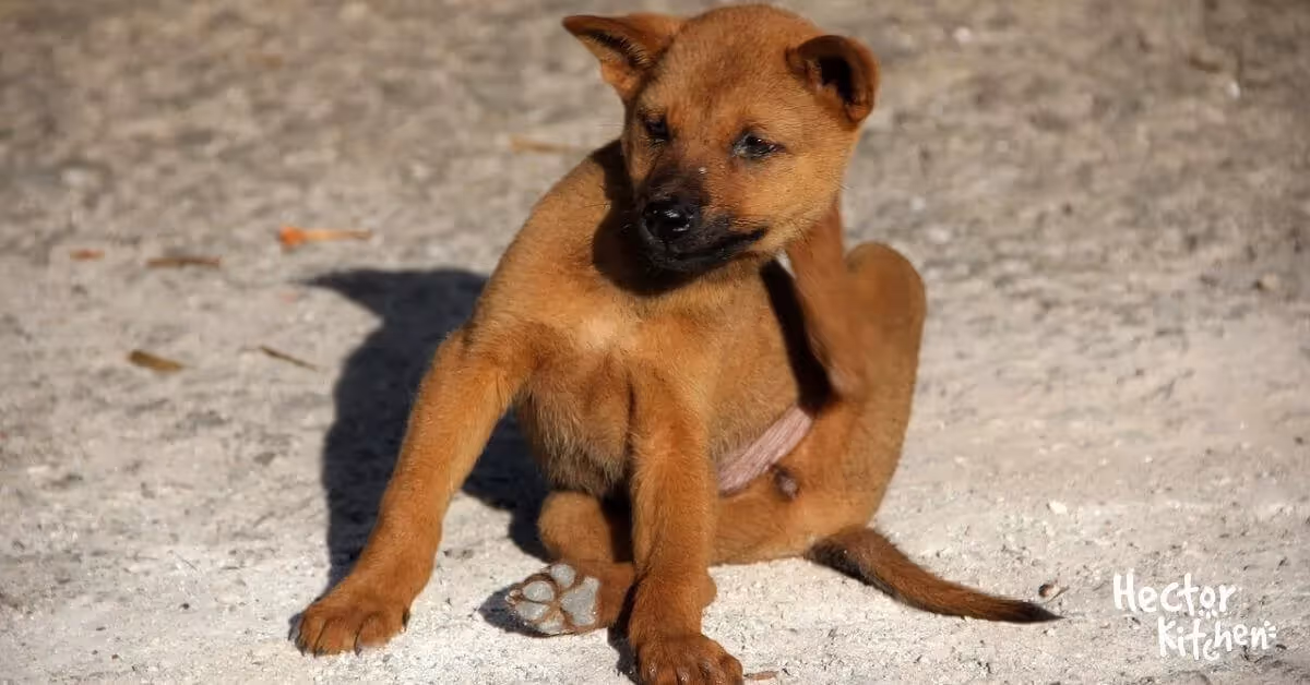 Antiparasitaires pour chien : Tout ce que vous devez savoir