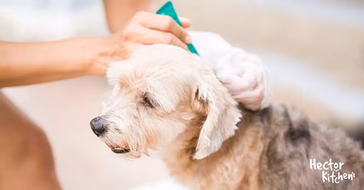 Anti-tiques pour chiens : Options, efficacité et précautions