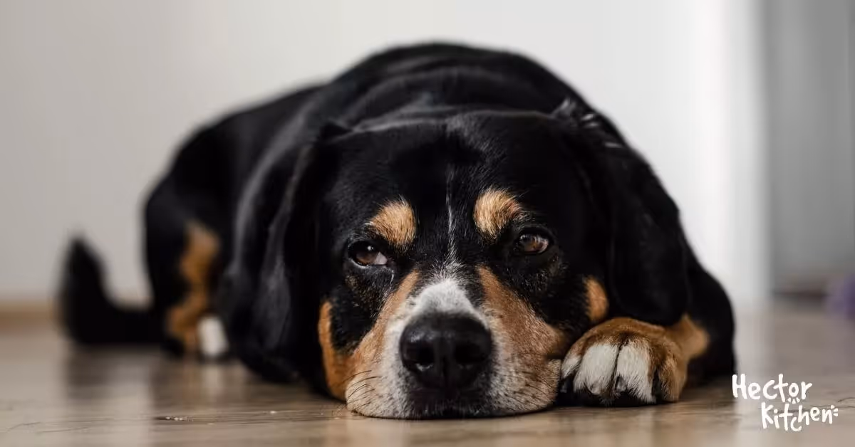 Pourquoi mon chien tremble-t-il ? Tout ce que vous devez savoir