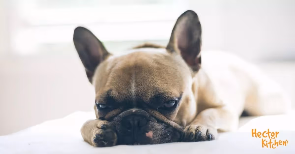 Maladie de Carré chez le chien : symptômes, prévention et traitements