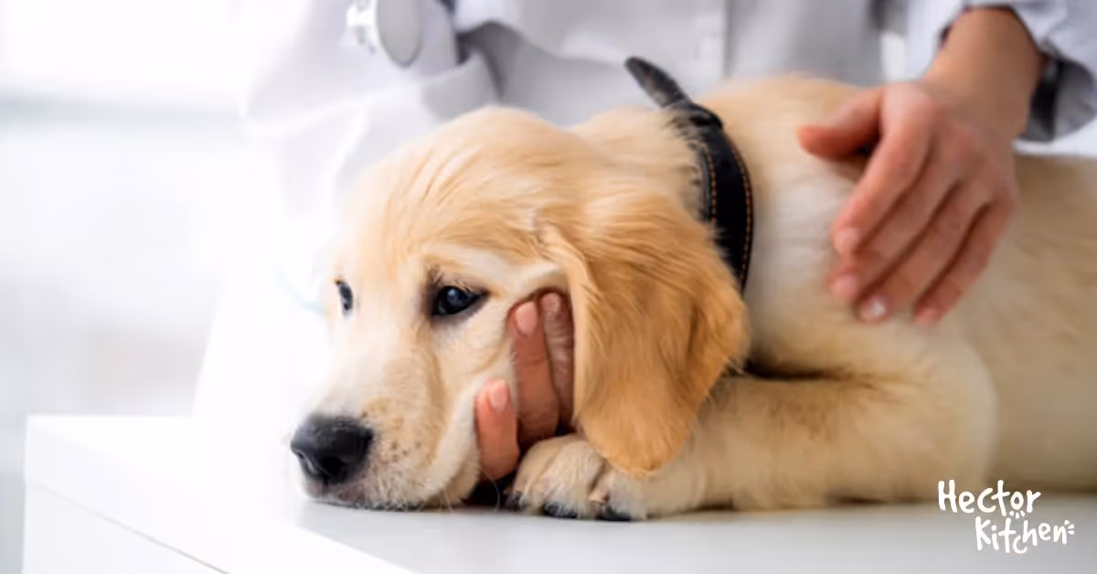 Maladies chez le chien : symptômes, traitements et prévention 