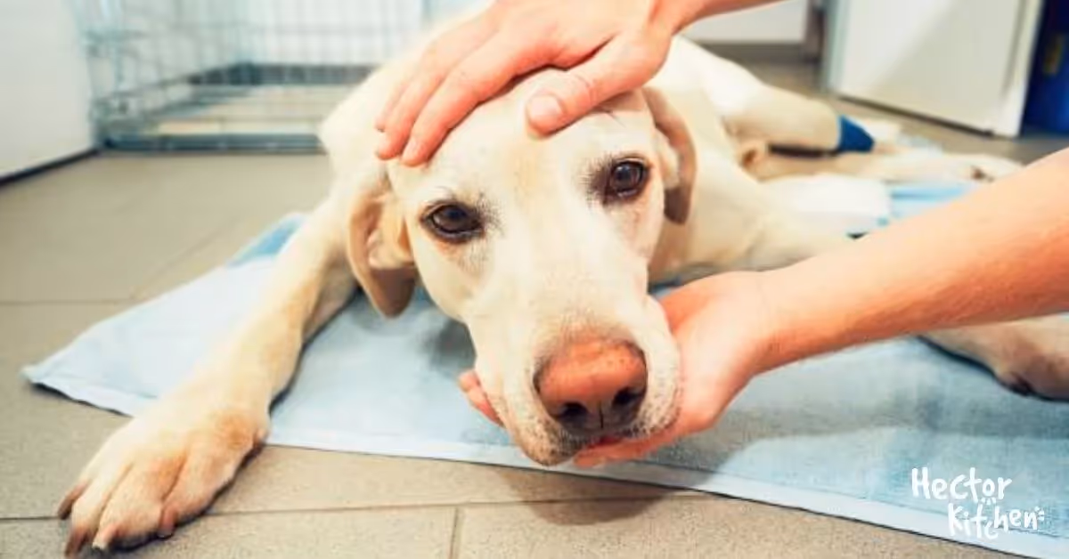 Mastocytome chez le chien : symptômes, traitement et pronostic