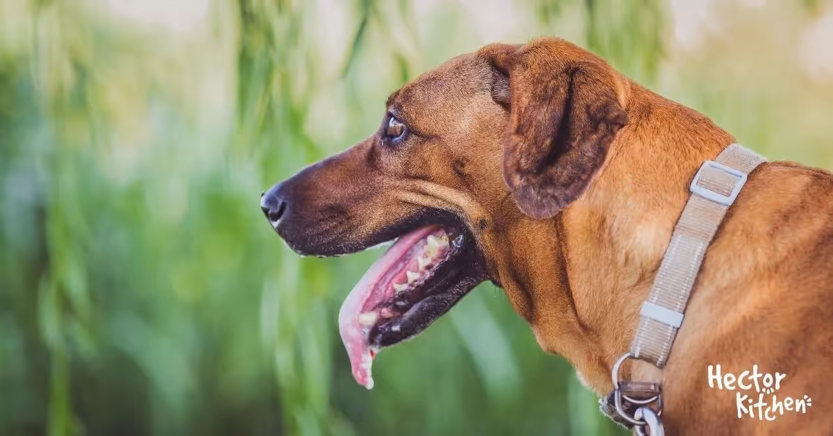 Alitosi nei cani: cause, rimedi e consigli