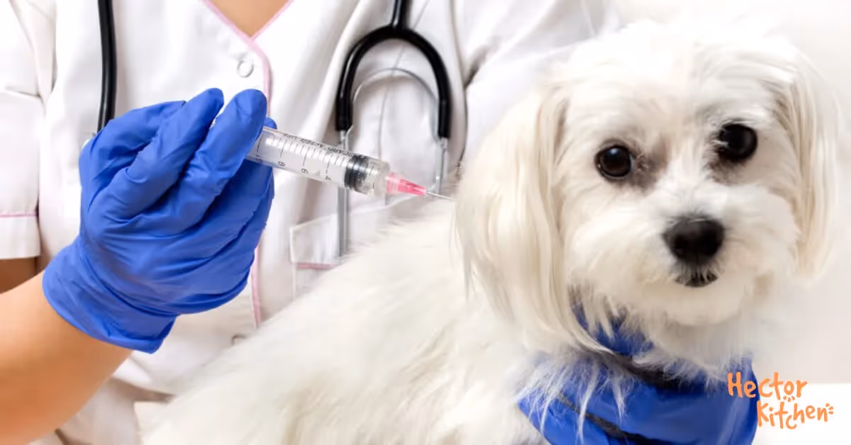 Parvovirose chez le chien : symptômes, prévention et traitement