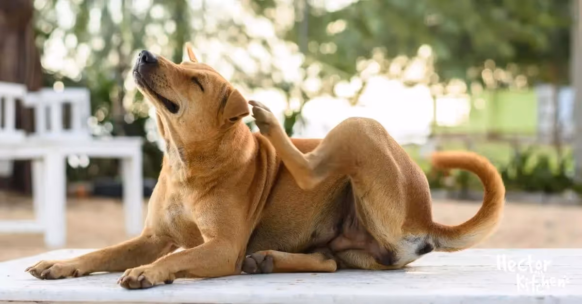 Anti-puces pour chiens : Options, efficacité et précautions