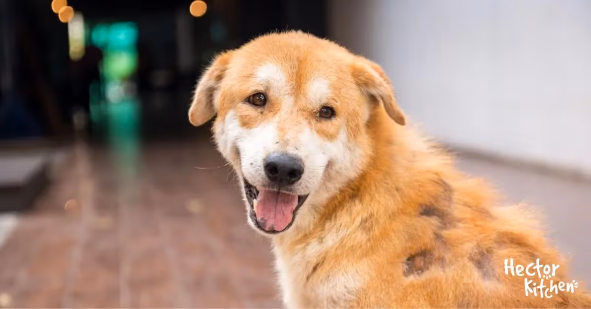 Quels signes indiquent une infestation de gale sarcoptique chez le chien ?