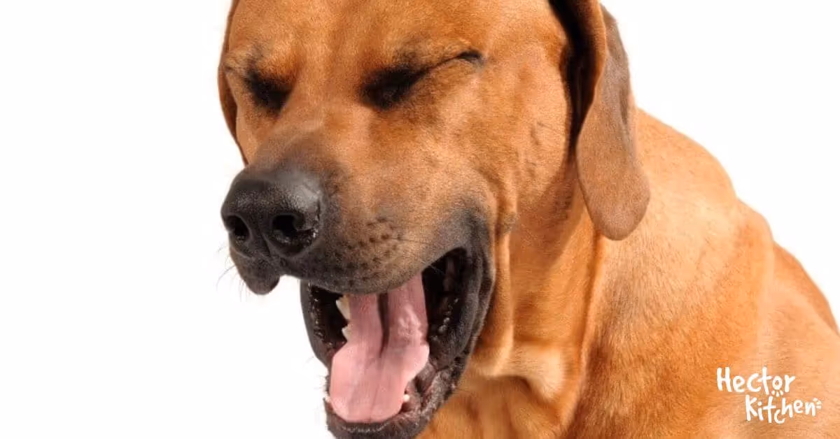 Quels sont les signes d'une infection à la toux de chenil chez le chien ?