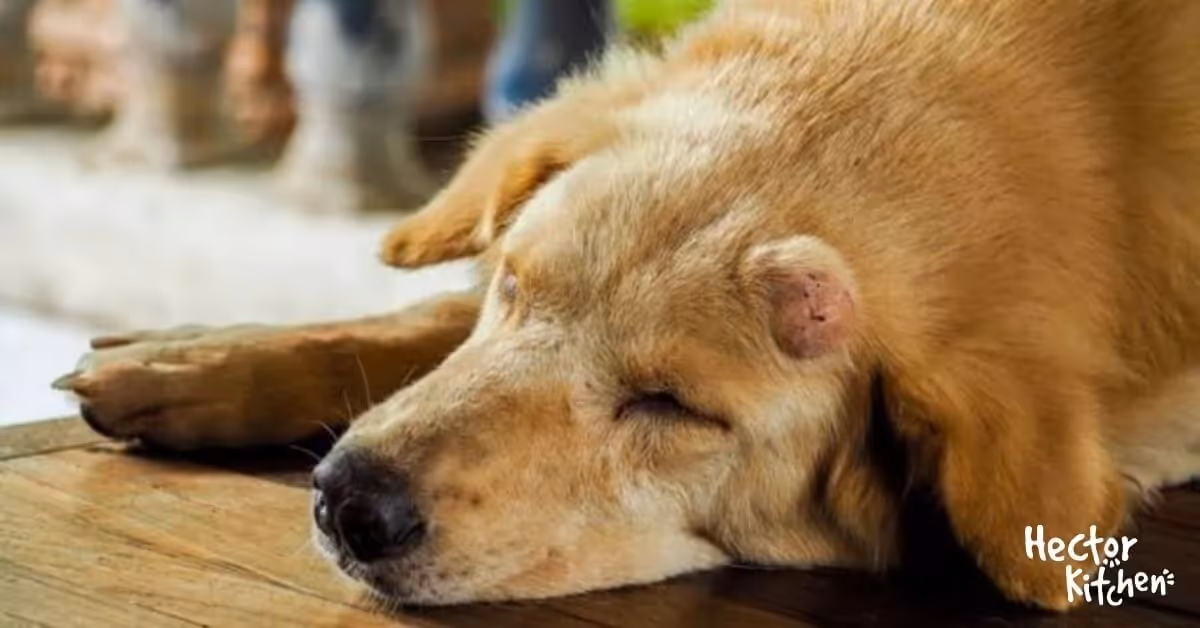 Tumeur chez le chien : symptômes, diagnostic et traitements