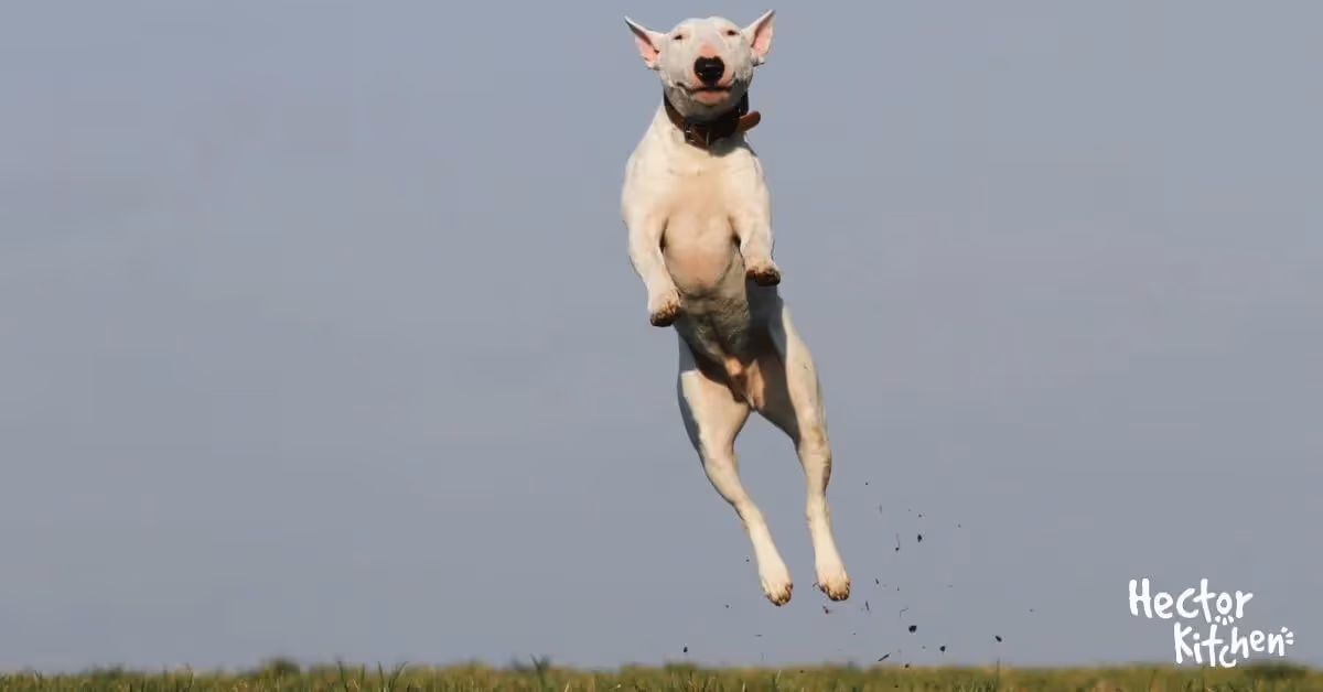 Comment choisir les bonnes vitamines pour votre chien ?