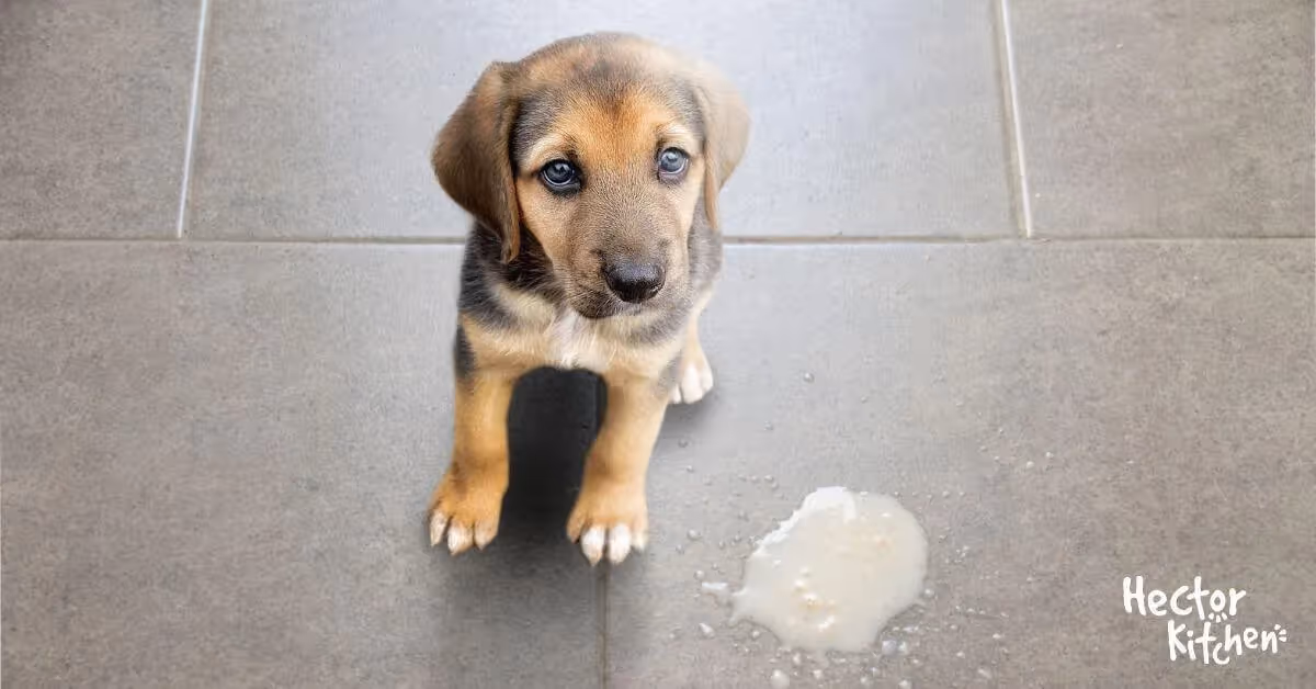 Gérer les vomissements chez les chiens : Prévention et rétablissement